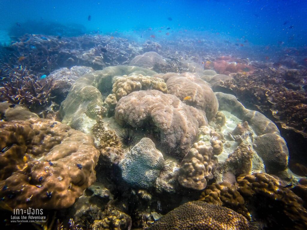 เกาะมังกร