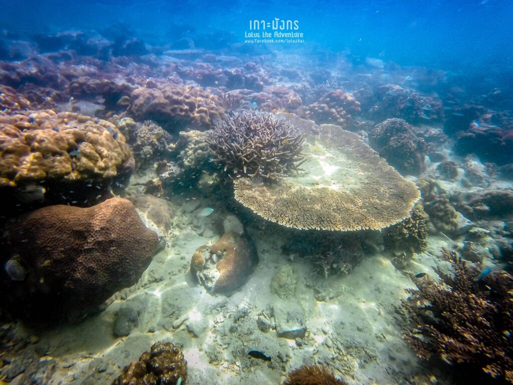 เกาะมังกร
