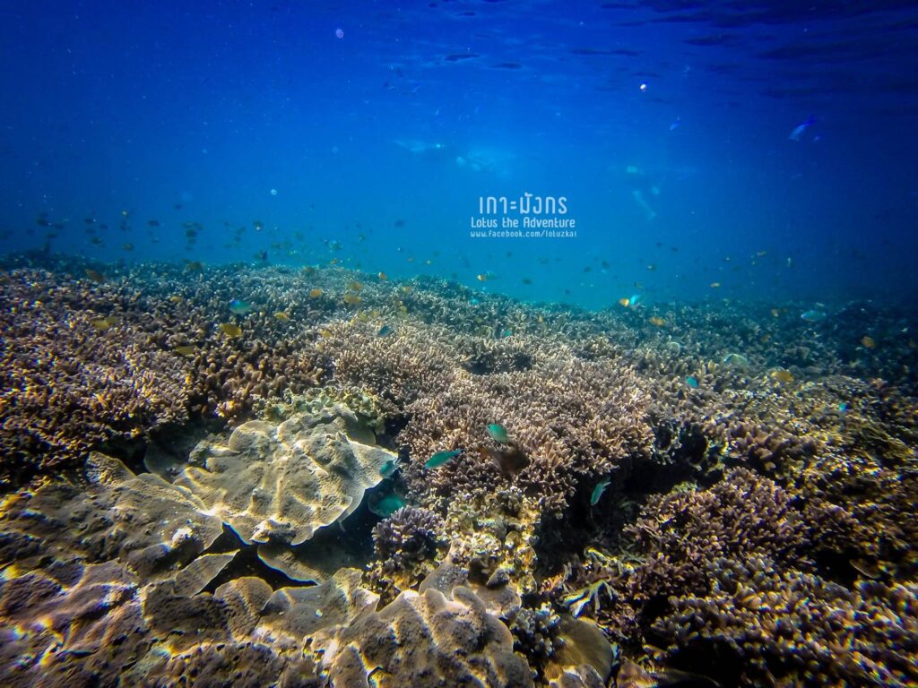 เกาะมังกร