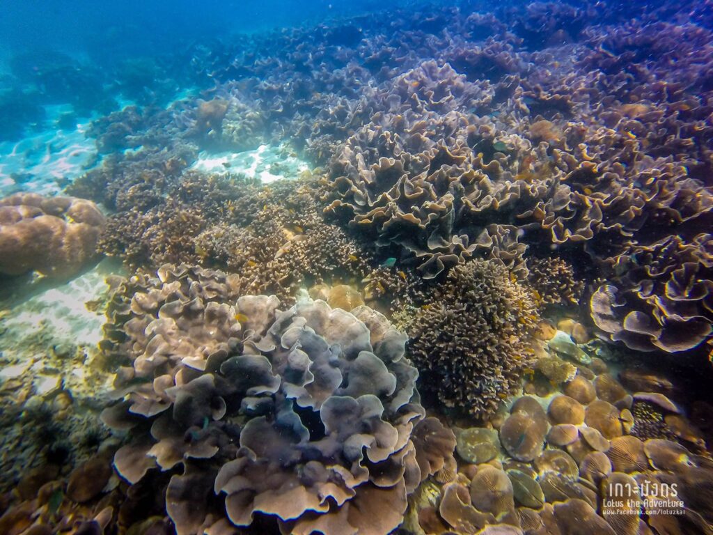เกาะมังกร