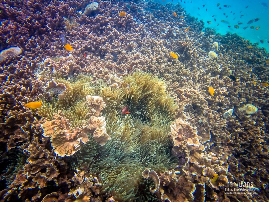 เกาะมังกร