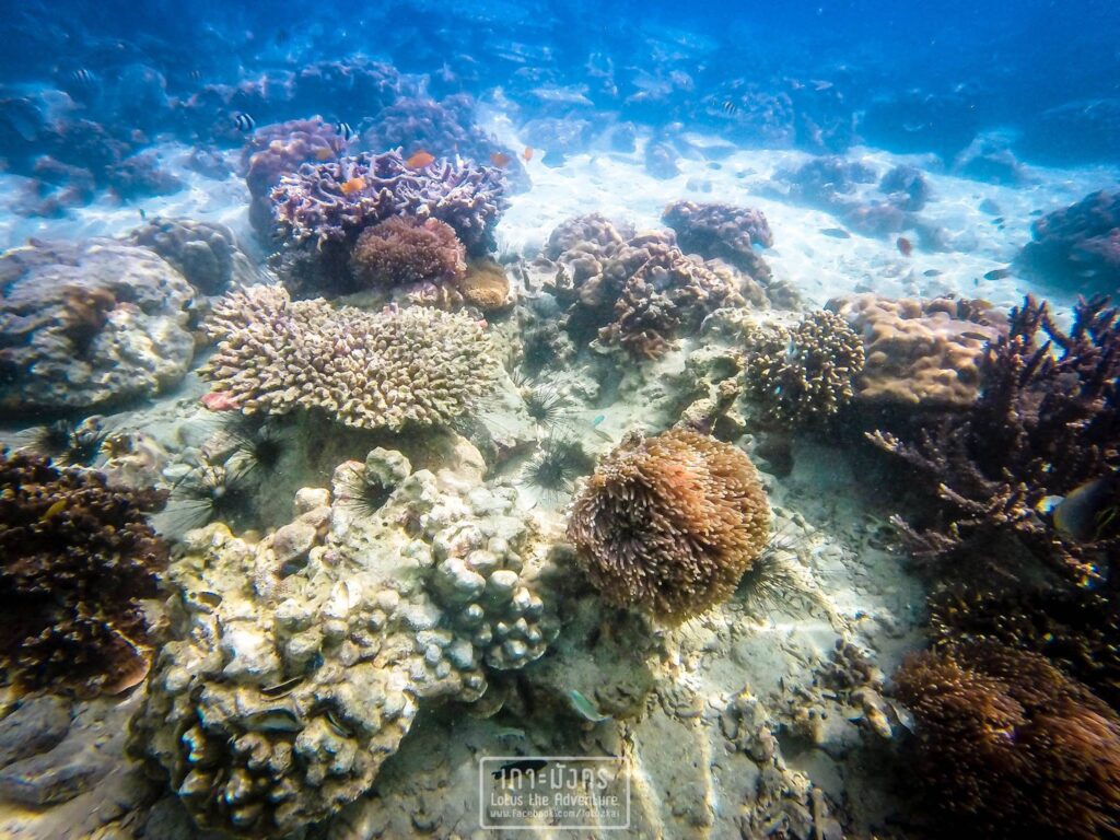 เกาะมังกร