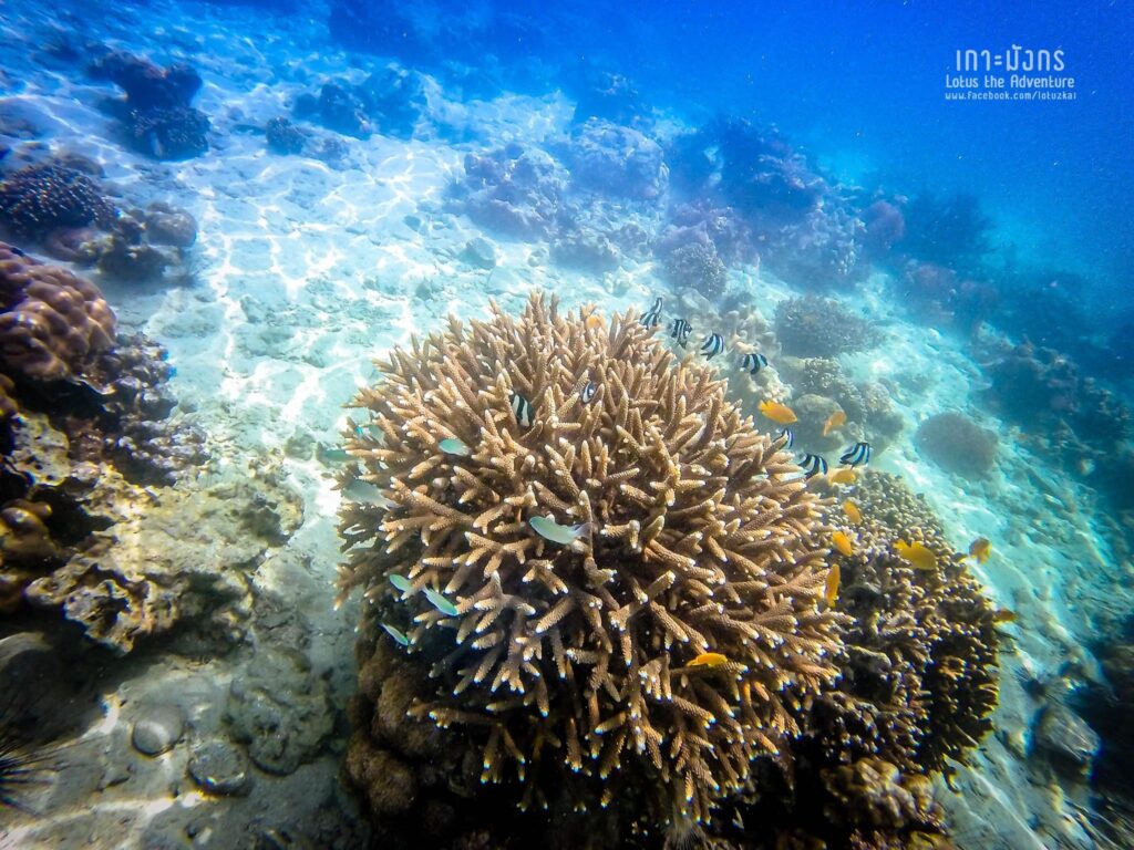 เกาะมังกร