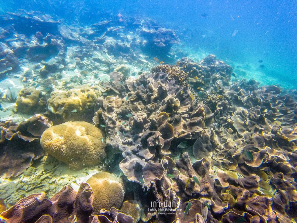 เกาะมังกร