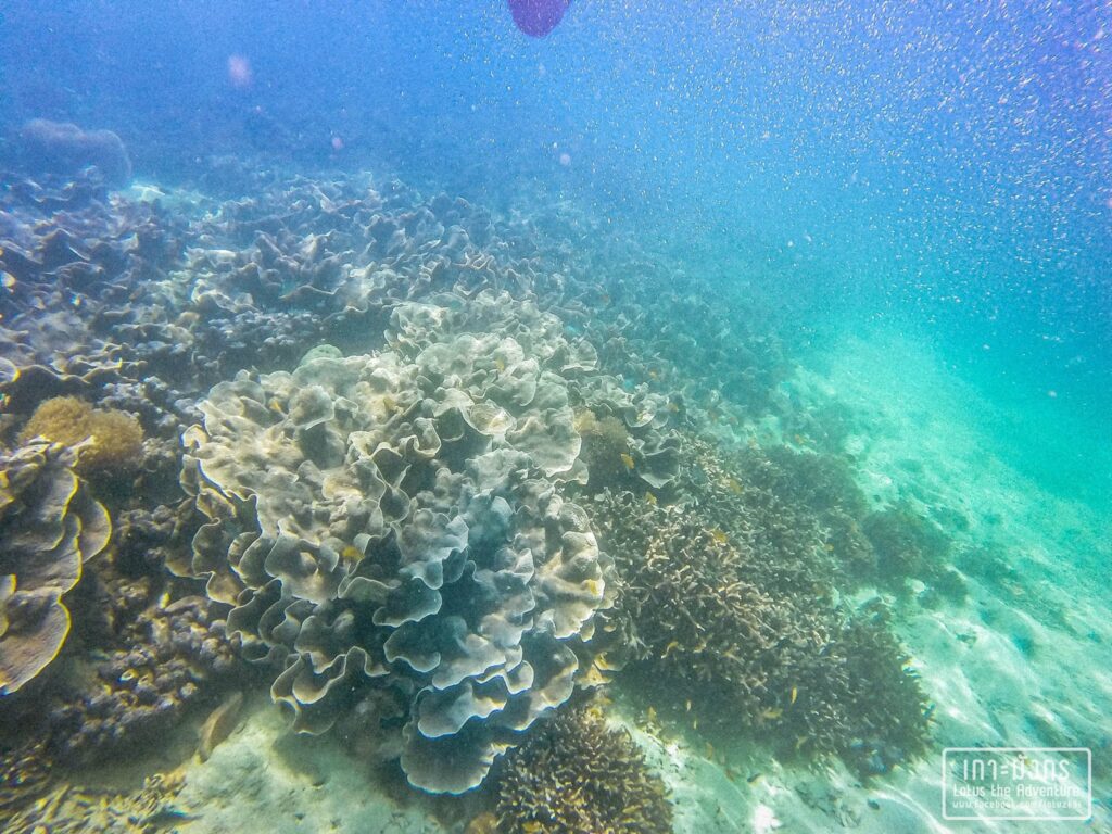 เกาะมังกร