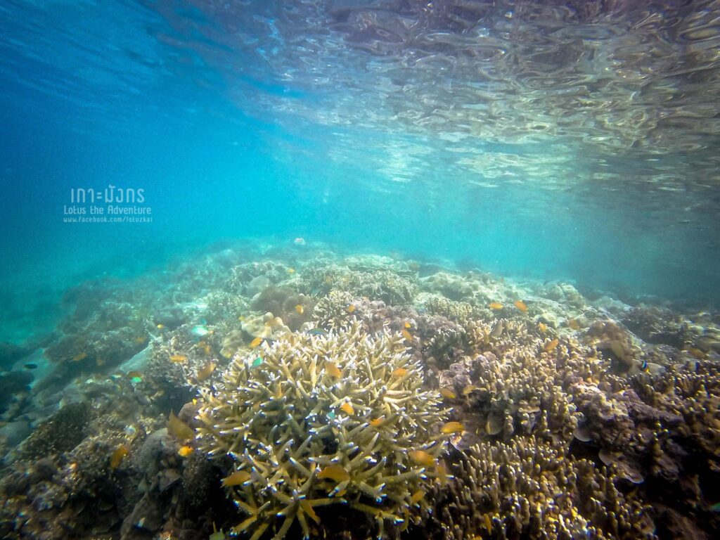 เกาะมังกร