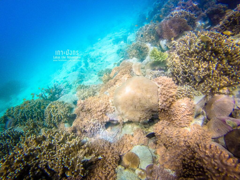เกาะมังกร