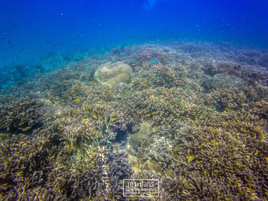 เกาะมังกร