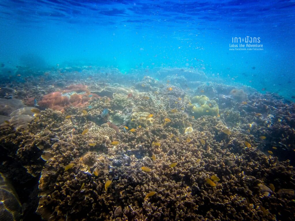 เกาะมังกร
