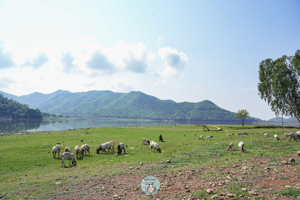 เที่ยว สุพรรณบุรี เล่นกับแพะ