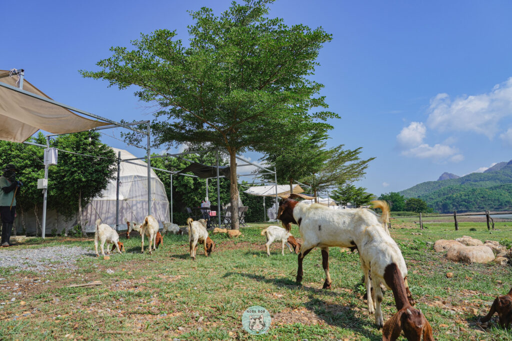 เที่ยว สุพรรณบุรี เล่นกับแพะ
