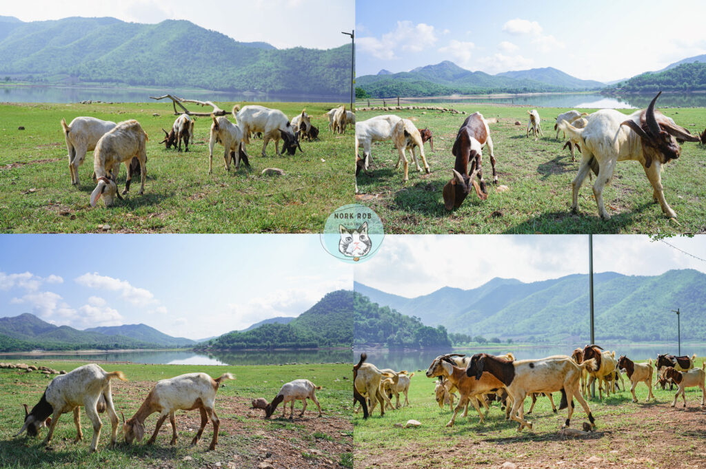 เที่ยว สุพรรณบุรี เล่นกับแพะ